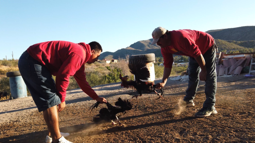 rooster finished with usic DJI_0344.mp4.00_00_10_27.Still002