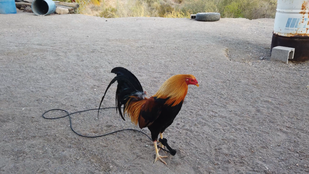 rooster finished with usic DJI_0344.mp4.00_00_21_55.Still005
