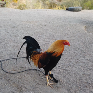 Gallos de pelea,Fighting roosters for sale,Buy gallos de pelea online,Top-quality gamefowl,Gallos de pelea breeders,Gamecock training tips,Mexican fighting roosters,Gallos de pelea en venta,Premium gallo bloodlines,Champion roosters for sale,Best fighting rooster breeds,Buy gamecocks online,Gallos de pelea training guide,How to train a fighting rooster,Gamefowl breeding techniques,Gallos de pelea Mexico,Healthy rooster diet,Cockfighting rules and regulations,Best food for gamecocks,Gallos de pelea weight classes,Fighting rooster farm in Mexico,How to breed strong gallos de pelea,Gallos de pelea championship,Gallos de pelea feeding guide,Rooster fighting techniques