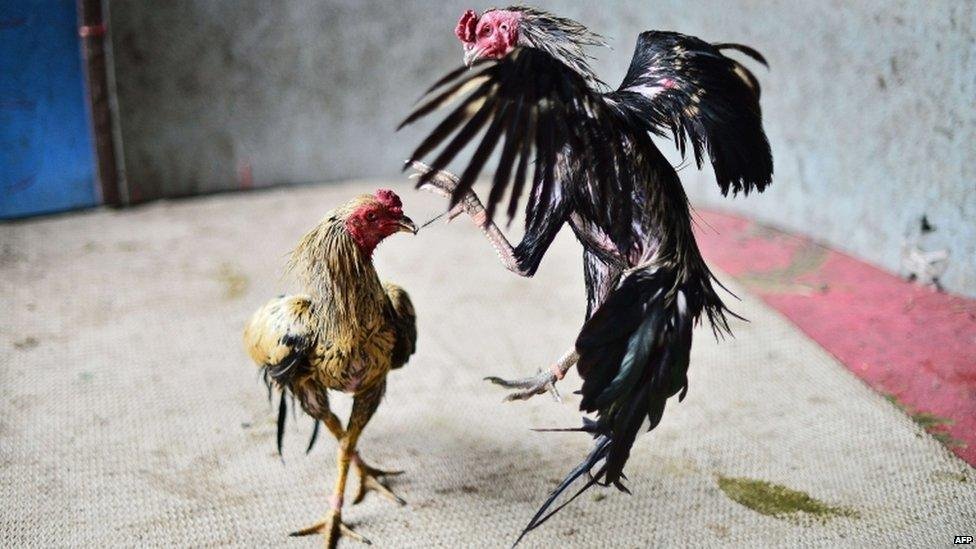 Cockfighting in Mexico